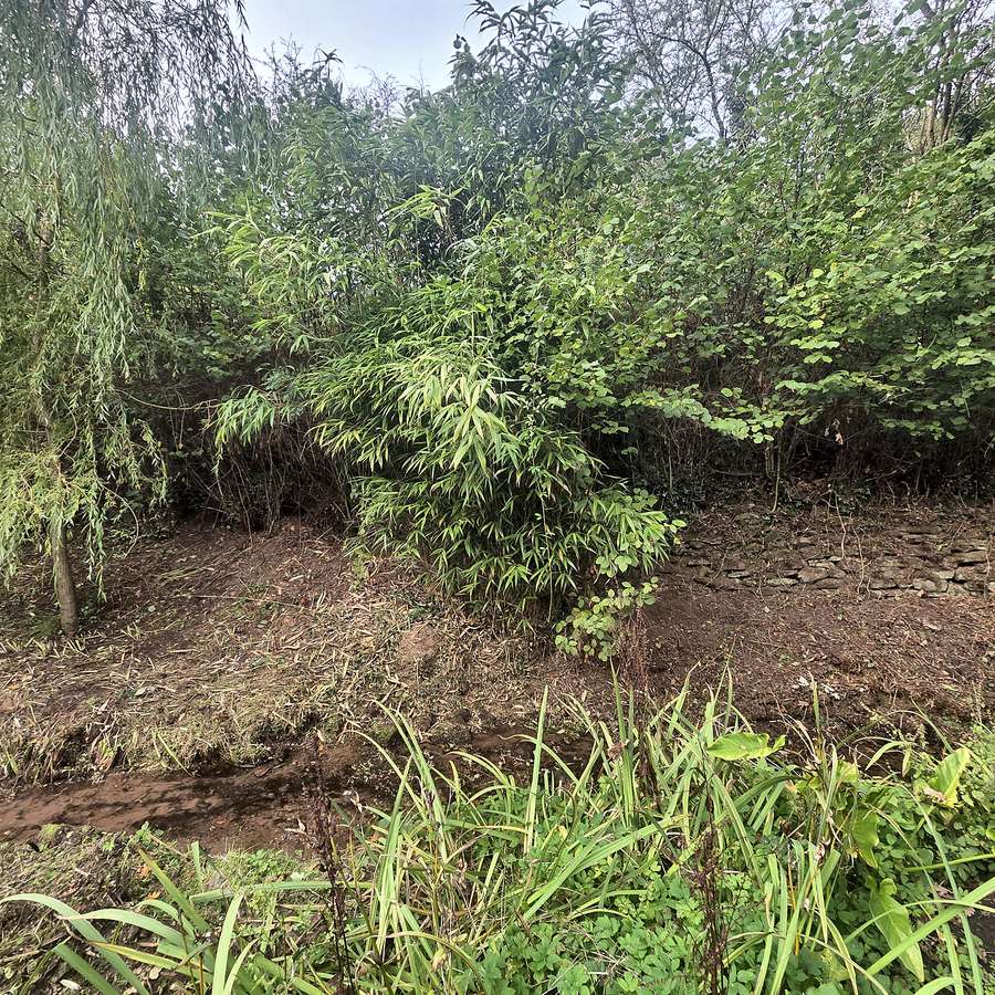 Bamboo Removal, before the work